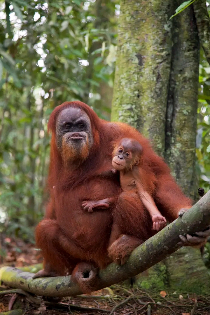 Orangutan1